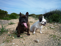 Reunión de perros Sa Punta