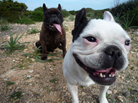 Reunión de perros en Sa Punta