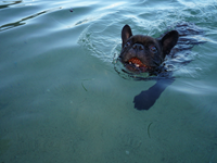 Natación para perros en Porto Colom