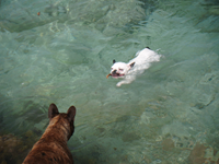 Perros marinos Porto Colom